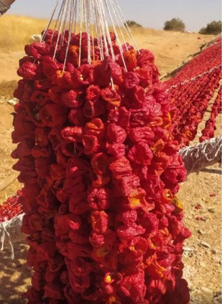 Kuru Dolmalık Kırmızı Acı Biber (50 Adet)